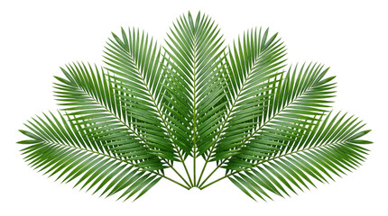 Vibrant green palm fronds arranged in a fan shape isolated on png transparent background © Isolated Hub