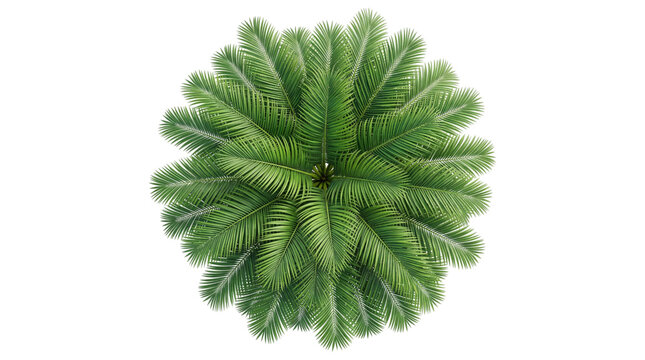 Top-down view of a lush sago palm plant with dense isolated on png transparent background