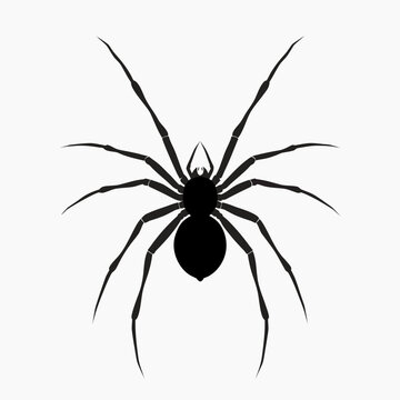 Black spider silhouette vector, creepy arachnid icon for Halloween, realistic spider illustration for graphic design and spooky decor