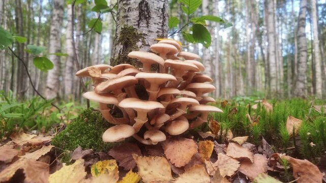  Honey mushrooms on a birch tree in the autumn forest. Cinematic circular shot of wild fungus cluster growing in a grove.
