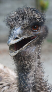 Amazing Ostrich Close-Up | Beautiful Eye, Long Neck & Unique Bird Features
