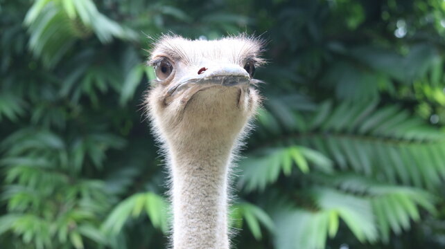 Amazing Ostrich Close-Up | Beautiful Eye, Long Neck & Unique Bird Features