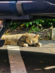 Sleeping cat © Benja