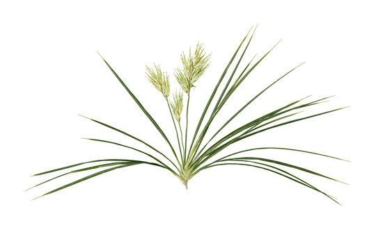 Wild green spiky spinifex grass bunch with flower heads isolated on transparent background