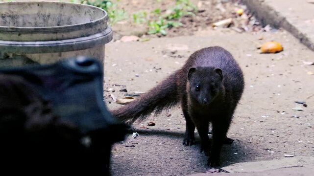 Wild Indian brown mongoose eating food from a plastic bucket outdoors