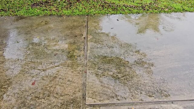 grass and water,Puddle water reflection.Wet concrete path beside green grass and foliage. Damp surface reflects sky and trees. Puddles form after recent rain. Grass edges border the concrete walkway. 