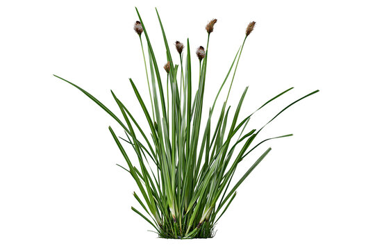 Green sedge bush and wild grass plant with seed heads isolated on transparent background