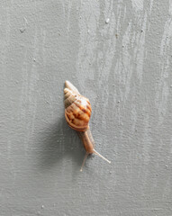 Close-Up of Small Orange-Shelled Snail Crawling on Textured Gray Wall © ifeanyiEbenezer