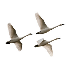 Obraz premium Three white swans flying in formation with outstretched wings isolated on transparent background PNG element