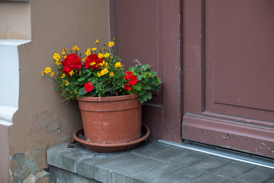 Brown flowerpot filled with red geraniums and yellow blossoms resting on a stone step beside a wooden door.