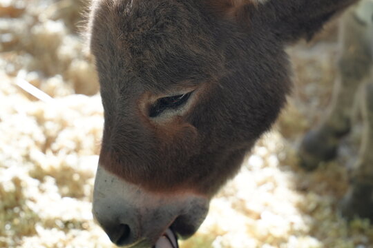 Close up of a miniature donkey on the farm