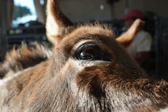 Close up of a miniature donkey on the farm