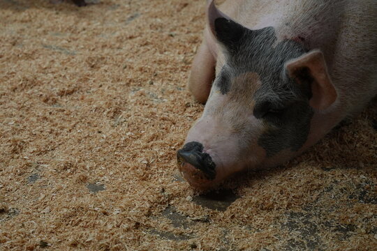 Baby pigs feeding of the mother pig on a farm