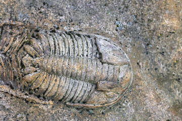 Ancient dark trilobite fossil embedded in rock. Natural bacground. Horizontally.  © frank11