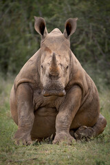 A cute white Rhino Calf sits down and looks at the camera. © Kevin