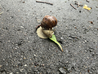  A large terrestrial snail is eating a green leaf on wet asphalt. © fotorybalka