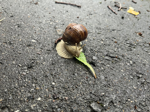  A large terrestrial snail is eating a green leaf on wet asphalt.