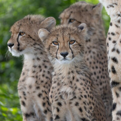 Three Cheetah cubs looking at Camera © Kevin