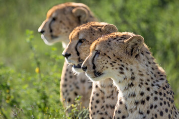 Three of a kind cheetahs © Kevin