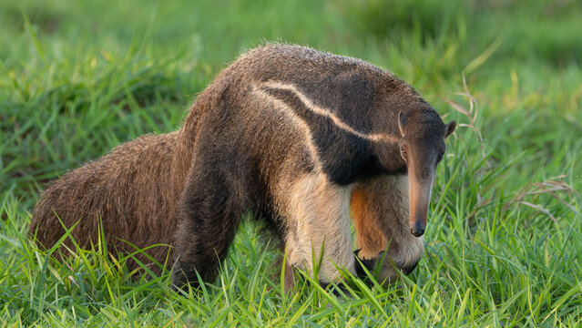 Giant Anteater looking at camera