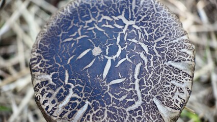 Macro photograph of a mushroom with a natural pattern in the forest © Recep