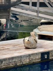 Harbor seal resting upright on a wooden dock beside calm water, facing the camera with visible whiskers, spotted fur, and flippers in a marine enclosure. © Anna
