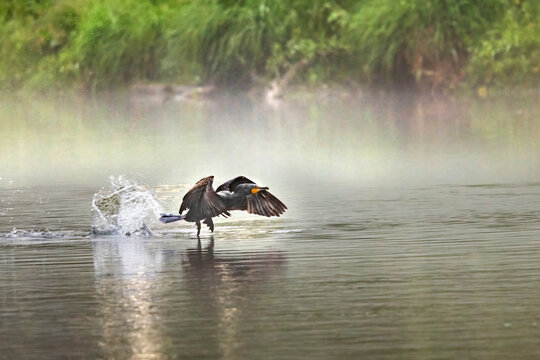 Double Crested Cormorant Takes Flight in Elizabethton Tennessee During the Morning Hours Near the Water