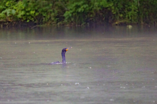 Double Crested Cormorant Swimming in the Water in Elizabethton Tennessee
