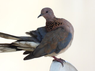 Fototapeta premium Eurasian collared dove bird photo 