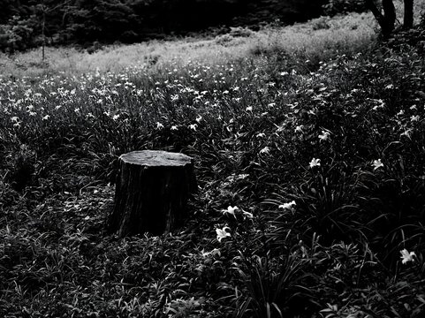 Black and white fukushima native meadow with weathered stump and flowers