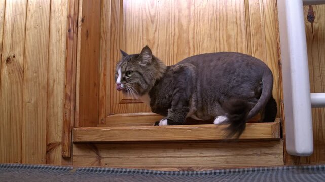 A fluffy cat with a lion cut sitting on a wooden balcony threshold looking towards the camera