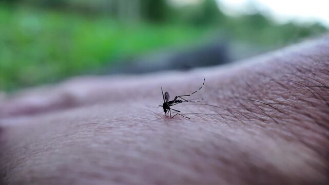 Macro video of a tiger mosquito biting a human hand