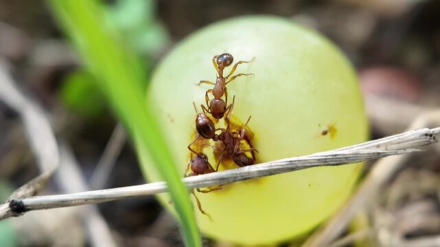 Black carpenter ant macro video