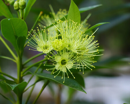 Close-up view of pale yellow Xanthostemon chrysanthus blossoms blooming outdoors in natural daylight.