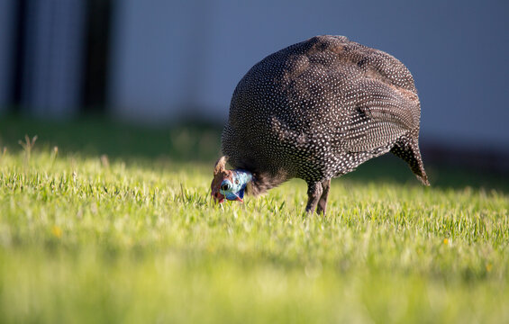 guineafowl on the grass