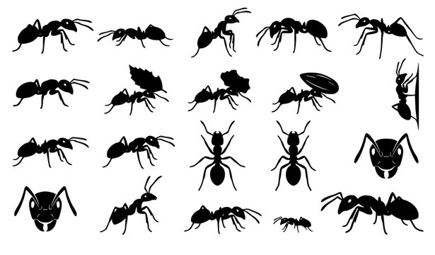 Black ant silhouette vector collection with crawling insects and ant face icons