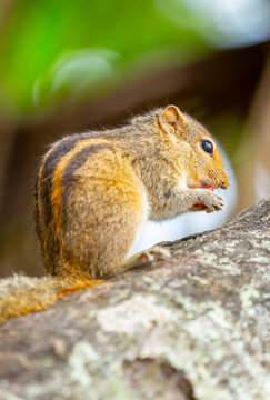 Chipmunk against the backdrop of tropical nature. Chipmunk close-up, running along tree branches.