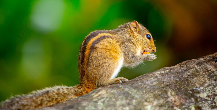 Chipmunk against the backdrop of tropical nature. Chipmunk close-up, running along tree branches.