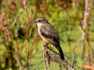 Obraz premium Papamoscas Cardenalito Pyrocephalus rubinus Vermilion Flycatcher
