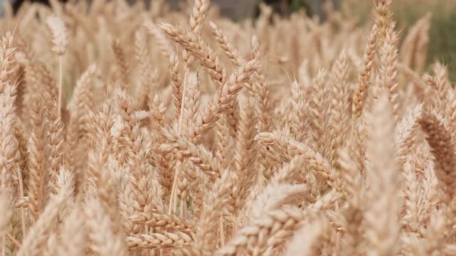 Golden wheat ears ripening on agricultural field during sunny summer day before harvest slow motion close up shot