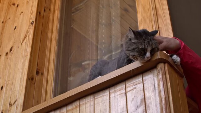 A person petting a fluffy cat resting on a wooden balcony railing