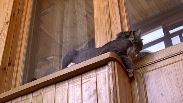 A curious tabby cat resting on a wooden balcony ledge looking down