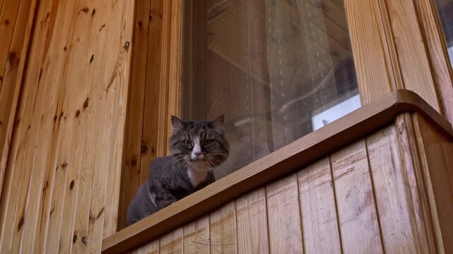 A fluffy cat sitting on a wooden windowsill looking at the camera