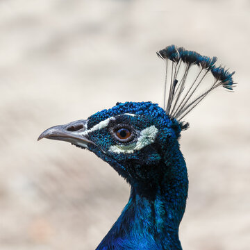 Peacock's head in profile