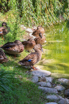 Female mallards doze on the shore