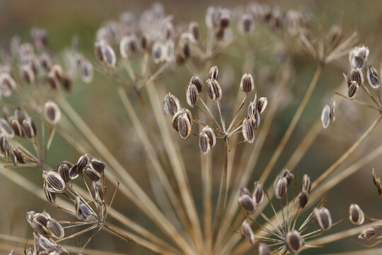 Dill umbrel with seeds