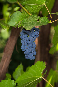 A bunch of ripe blue grapes