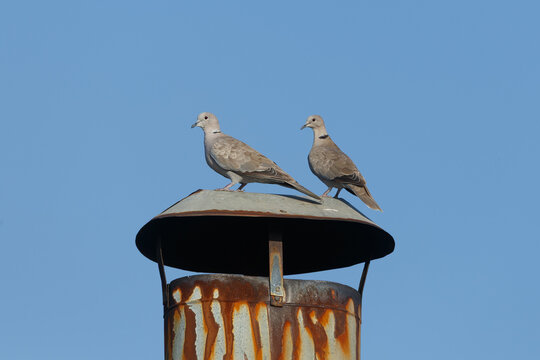 Collared doves on a chimne