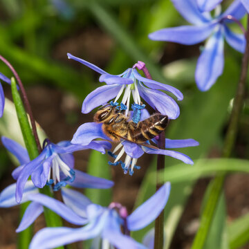 A bee collects blue pollen