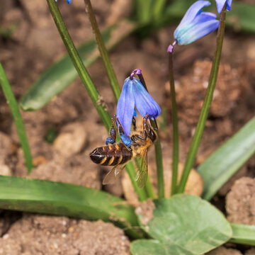 A bee on squill flower